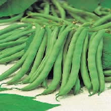 Country Value Tendergreen Dwarf Bean Seeds