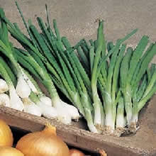 Country Value White Lisbon Spring Onion Seeds