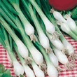 Country Value White Lisbon Winter Hardy Spring Onion Seeds
