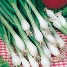 Country Value White Lisbon Winter Hardy Spring Onion Seeds