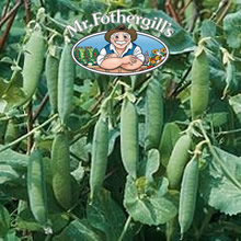 Mr Fothergills Jaguar Pea Seeds