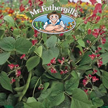 Mr Fothergills Pickwick (Dwarf) Runner Bean Seeds