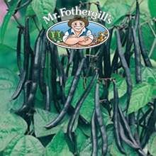 Mr Fothergills Purple Teepee Dwarf Bean Seeds