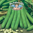 Mr Fothergills Talia Broad Bean Seeds