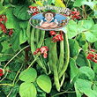 Mr Fothergills Wisley Magic Runner Bean Seeds