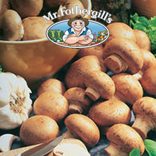 Mushroom Growing Kits