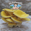 Marvellous Mushrooms Golden Oyster