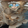 Marvellous Mushrooms Pearl Oyster (Dowels)