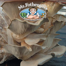 Marvellous Mushrooms Pearl Oyster (Dowels)
