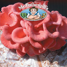 Marvellous Mushrooms Pink Oyster