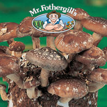 Marvellous Mushrooms Shiitake