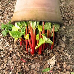 Extra image of 60cm Terracotta Rhubarb Forcer / Clay Cloche