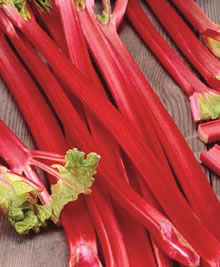 Rhubarb Crown Holsteiner