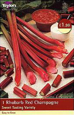 Rhubarb Red Champagne - Single Rhubarb Crown