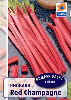 Rhubarb Red Champagne - Single Rhubarb Crown
