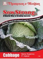 Sow Strong Savoy Supervoy F1 Hybrid Cabbage Seeds