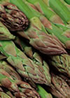 Asparagus Crowns - Theilim (2 Plants)