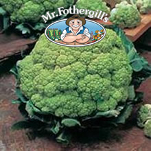 Vegetable Explorer Alverda Cauliflower Seeds