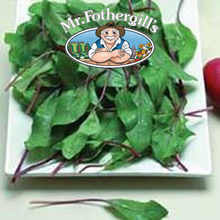 Vegetable Explorer Bordeaux F1 Spinach Seeds