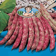 Vegetable Explorer Borlotto Dwarf Bean Seeds