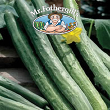 Vegetable Explorer Chinese Slangen Cucumber Seeds