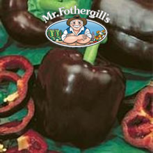 Vegetable Explorer Chocolate (Sweet) Pepper