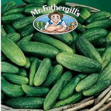 Vegetable Explorer (Gherkin) Cornichon de Paris Cucumber Seeds