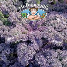Vegetable Explorer Curly Scarlet Kale Seeds