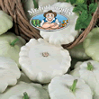 Vegetable Explorer Delikates (Summer) Squash Seeds