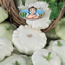 Vegetable Explorer Delikates (Summer) Squash Seeds