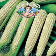 Vegetable Explorer Equinox F1 Sweetcorn Seeds