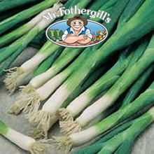 Vegetable Explorer Evergreen Bunching (Spring) Onion Seeds