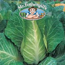 Vegetable Explorer Filderkraut Cabbage Vegetable Seeds