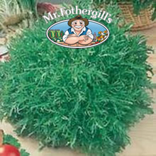 Vegetable Explorer Frisee Glory Endive Seeds