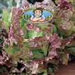 Vegetable Explorer Giardina Lettuce Seeds