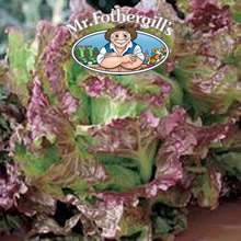 Vegetable Explorer Giardina Lettuce Seeds