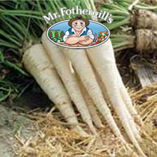 Vegetable Explorer Kinga Hamburg Parsley Seeds