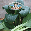 Vegetable Explorer Komatsuna Japanese Te-suto F1 Spinach Seeds