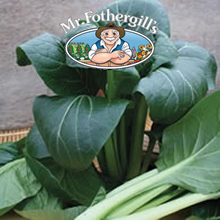 Vegetable Explorer Komatsuna Japanese Te-suto F1 Spinach Seeds