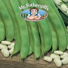Vegetable Explorer Lingot Cannellino Dwarf Bean Seeds