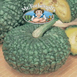 Vegetable Explorer Marina di Chioggia (Winter) Squash Seeds