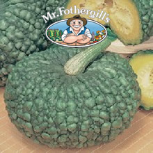 Vegetable Explorer Marina di Chioggia (Winter) Squash Seeds