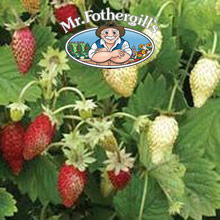 Vegetable Explorer (Alpine) Red & White Mixed Strawberry Seeds