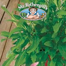 Vegetable Explorer Olivetta Rocket Seeds
