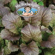 Vegetable Explorer Oriental Giant Red Mustard Seeds