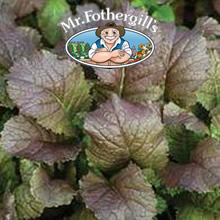 Vegetable Explorer Oriental Giant Red Mustard Seeds