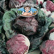 Vegetable Explorer (Radicchio) Palla Rosso Precoce Chicory Seeds