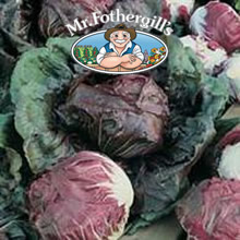 Vegetable Explorer (Radicchio) Palla Rosso Precoce Chicory Seeds