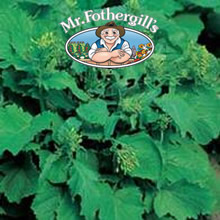 Vegetable Explorer Rabe '60 Days' Broccoli Seeds