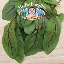 Vegetable Explorer Red Veined Sorrel Seeds